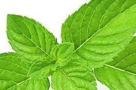 菠菜喜阳还是喜阴？（探究菠菜生长的适宜环境）