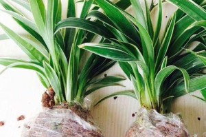 薄荷——甲醛的生态吸收者（利用薄荷有效去除家居甲醛、科学家研究证实吸附效果显著）