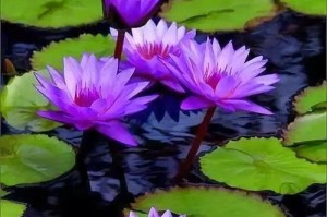 水芙蓉开花的奇妙之处（探秘水芙蓉的开花过程及其独特魅力）