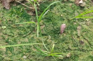 苔藓不是种子植物：探究苔藓的生命特征及分类