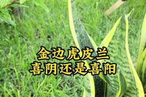金边虎尾兰根腐烂的救治方法（保护植物健康，救活腐烂虎尾兰根）