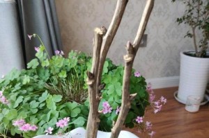 芍药花的盆栽技巧（选择合适的盆大小让芍药茁壮成长）