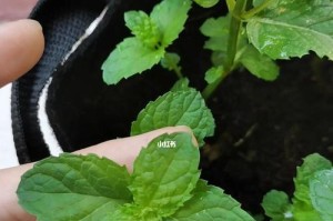 薄荷的种植要点（适合什么土壤种植与养护技巧）