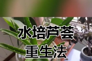 以水培方法培养健壮的芦荟植株（打造繁茂生长的水培芦荟，只需三步）