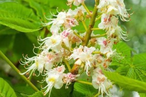 板栗的生长特点及开花结果时间（板栗生长周期及其对开花结果的影响）