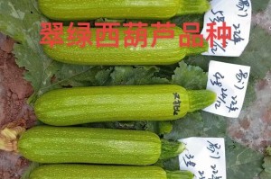 西葫芦种植月份选择（选择正确的种植时间，让西葫芦收获丰硕）