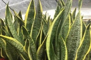 虎皮兰的养护知识——室内还是室外？（如何选择合适的种植环境）