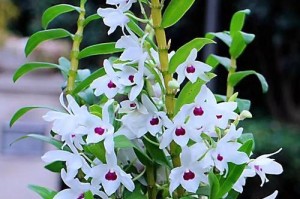 石斛兰的花期与欣赏（探秘石斛兰的花期及其美丽与价值）