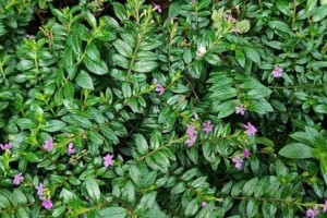 以细叶萼距花的养殖技巧与方法（打造美丽多姿的细叶萼距花园）