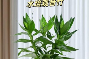 富贵竹的肥料管理（富贵竹浇什么肥料？如何正确施肥？）