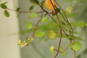 千叶吊兰开花之秘密（探秘千叶吊兰的开花时机及关键因素）