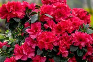 长春花几年生植物详解（种植、养护、繁殖及应用）
