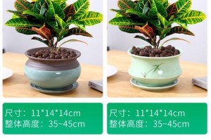 变色木的室内种植与养护指南（如何在家中种植变色木，让它美丽绽放）