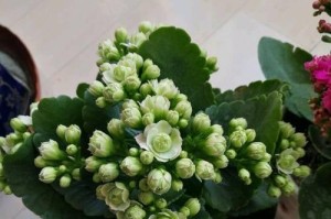 长寿花水培技巧与注意事项（长寿花水培养护，更省心更美丽）