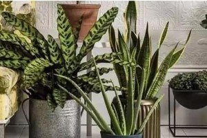 芦荟能否放在卧室？（了解芦荟的作用及如何正确摆放。）
