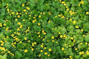 揭秘草莓花的颜色（草莓花的生长环境）