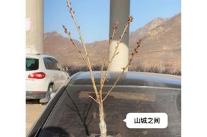 盆栽樱桃树应该使用多大的盆？（选择合适尺寸的盆才能让樱桃树茁壮成长）