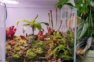 大缸中适合种植哪些植物？（大缸中的植物选择指南，让你的家居绿化更有效）