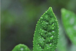 家里可以种茶树吗？（探究家庭种茶的可行性，了解种植技巧）