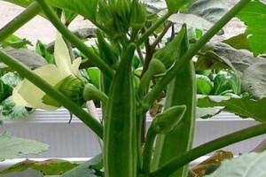种秋葵里籽的正确方法（如何以秋葵里籽为种子种植秋葵）