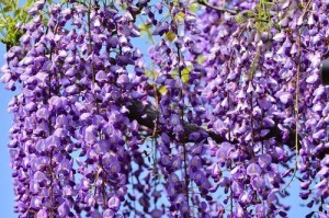 家庭种植紫藤花的实用技巧（让你的院子充满浪漫的紫色花海）
