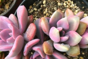 以黛比多肉的养护技巧（掌握多肉植物黛比的关键养护要点）