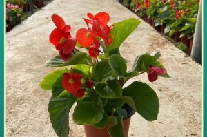 海棠的种植与养护（从选购到种植，让你轻松打造美丽的海棠花园）