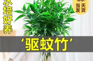 金枝玉叶的水养技巧（打造高颜值的室内绿植空间）