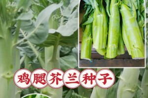 芥兰的最佳播种时间（选择正确的时间，让芥兰生长更健康）