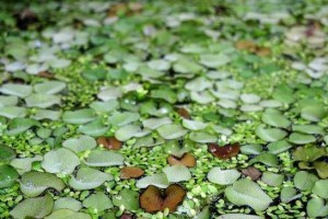 水中花园——长在水里的植物介绍（探秘水中生长的神奇植物世界）