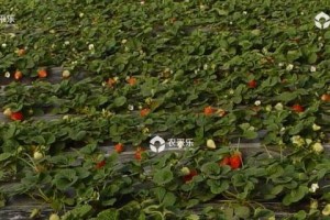 草莓种植时间表（合适的月份和关键技巧）