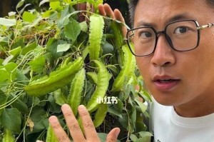四棱豆种植知识详解（了解四棱豆开花结果的时间和技巧）