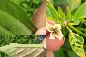 辣椒病虫害防治技术与方法措施（打造高效、可持续的防治体系）