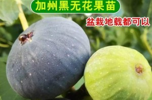 选择适合自家种植的无花果树苗（探究最适宜种植的品种及栽培技巧）