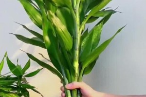 剪断的竹子怎么养？（教你如何妥善护理剪断的竹子，使其重新茁壮成长）