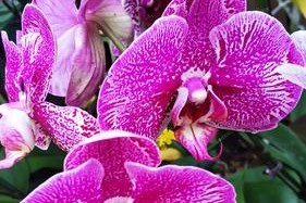 揭秘兰花“四季开花”的真相（兰花能否真正做到四季开花？一探究竟！）