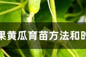 黄瓜种子催芽方法（如何快速催芽黄瓜种子）
