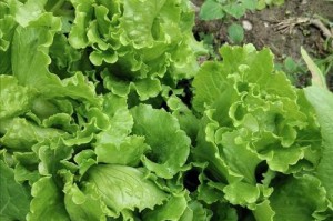 生菜种植的最佳时机（了解生菜的生长周期及最佳种植月份）