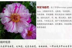 牡丹花籽的种植时间和技巧（选择适宜的月份，让你的牡丹花艳丽盛开）