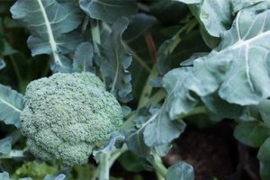 西兰花肥料的选择与施用技巧（如何为西兰花选对肥料，提高产量与品质？）