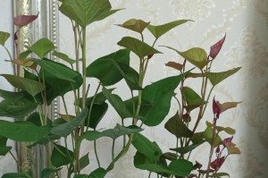 以水养的奇妙之道（发现大自然给予我们的养生秘密，从水开始）