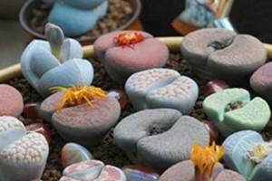屁股多肉的养护指南（打造丰满饱满的“屁股”植物，赏心悦目）