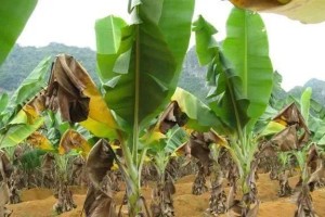 香蕉怎样施肥才能长得更快？（掌握正确肥料和施肥时间，让香蕉生长更健康）