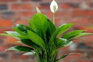 一帆风顺花的水养方法（适合初学者的简单养护技巧）