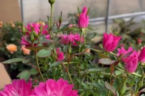 繁星花的冬季养护（耐寒易养，轻松过冬）