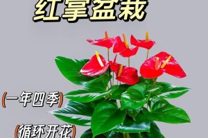如何选择适合自己的红掌品种？（掌握关键信息，选出最佳红掌品种。）