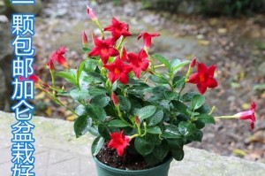 飘香藤是否四季开花？（探究飘香藤的花期及特点）