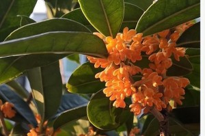 怎样剪枝才能让桂花树茂盛开花（桂花树的剪枝时间、方法及注意事项）