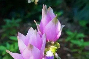 盆栽姜荷花养护全攻略（打造美丽花园的必备技巧）