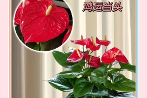 红掌花的修剪技巧（打造健康繁花的红掌——从开花后到修剪技巧）